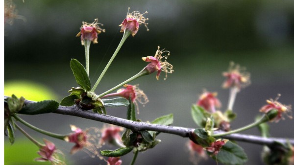 Тепло и сыро будет на майских выходных в Воронежской области