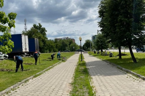 Липы из центра Воронежа переехали к памятнику Славы