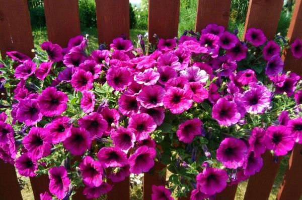 Гид РИА &laquo;Воронеж&raquo;. Чем заняться в выходные 26-27 июня