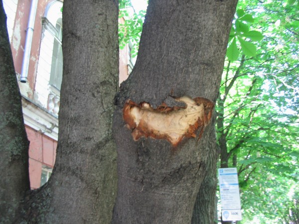 Вопиющий случай. В Воронеже изуродовали каштановую аллею на улице Комиссаржевской