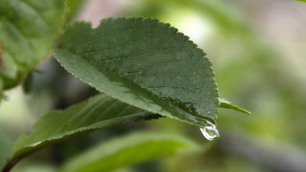 Дожди и грозы придут в Воронеж в последние выходные мая