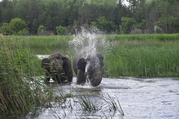 Два азиатских слона искупались в реке Усманка под Воронежем