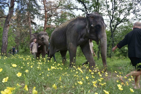 Два азиатских слона искупались в реке Усманка под Воронежем