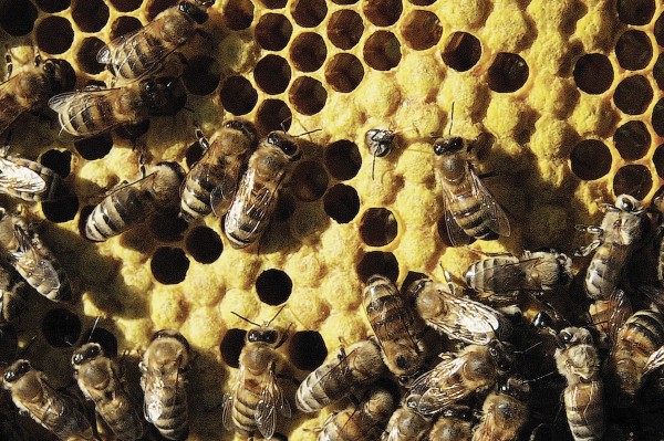 Обзор РИА &laquo;Воронеж&raquo;. Какие законы вступят в силу в июне-2021