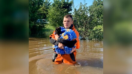 Воронежские спасатели эвакуировали кота из затопленного дома 