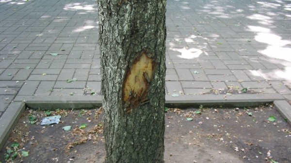 Вопиющий случай. В Воронеже изуродовали каштановую аллею на улице Комиссаржевской