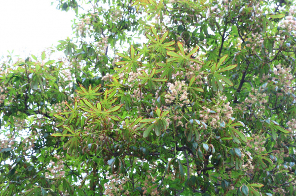 Вопиющий случай. В Воронеже изуродовали каштановую аллею на улице Комиссаржевской