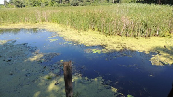 Итоги недели. Что важного произошло в Воронежской области с 12 по 18 июля