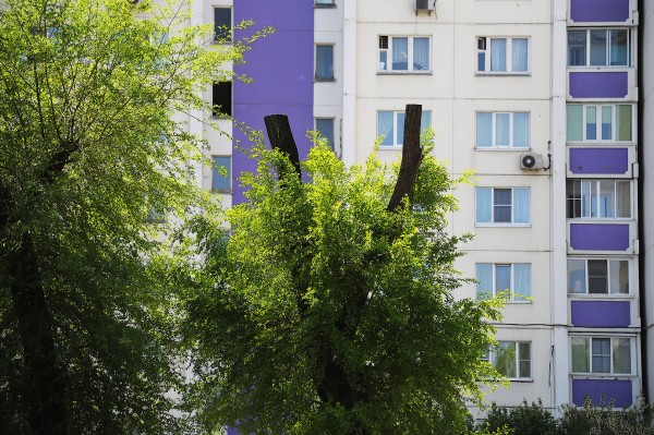 В Воронеже решается проблема нехватки зеленых насаждений