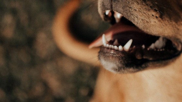 Итоги недели. Что важного произошло в Воронежской области с 5 по 11 июля