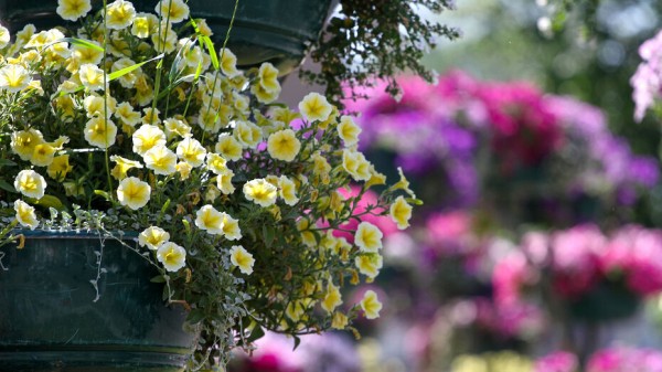 В Воронеже благоустроят еще 14 скверов и бульваров