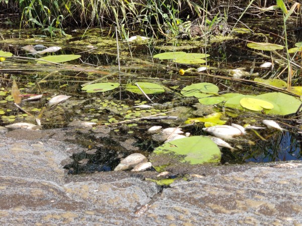 Итоги недели. Что важного произошло в Воронежской области с 28 июня по 4 июля