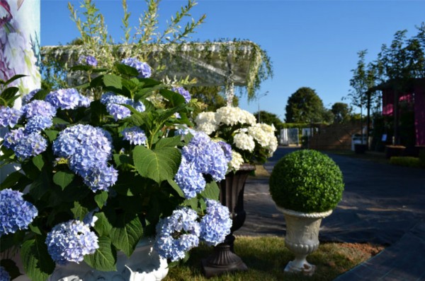 Итоги недели. Что важного произошло в Воронеже с 19 по 25 июля