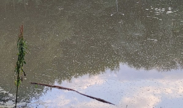 В реке под Воронежем после попадания в неё стоков погибла рыба