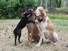 Всемирный день бездомных животных Воронеж отметил Марафоном добрых дел