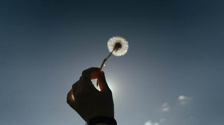 Последняя рабочая неделя лета начнётся в Воронеже с идеальной погоды