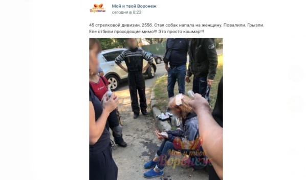 В Воронеже СКР возбудил уголовное дело после нападения бродячих собак на горожанку
