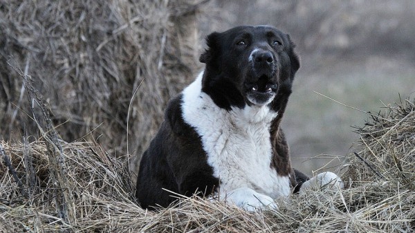 Уголовное дело возбудили после нападения бродячей собаки на ребенка в Нововоронеже