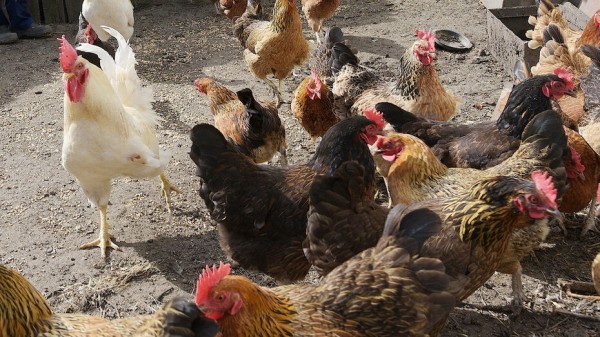 Правительство России расширило меры поддержки птицеводов