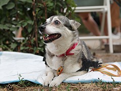 Всемирный день бездомных животных Воронеж отметил Марафоном добрых дел