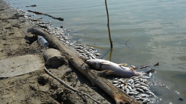 Итоги недели. Что важного произошло в Воронежской области с 16 по 22 августа