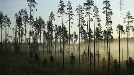 Накрывший Воронежскую область холодный фронт понизит температуру до +9