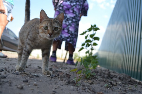 &laquo;Лучше прежнего&raquo;. Как обживаются в новых домах погорельцы воронежской Николаевки