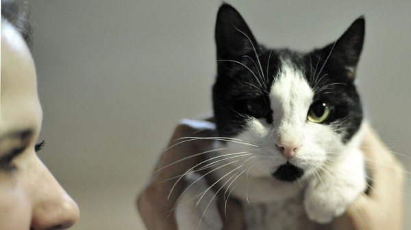 Вторая выставка &ndash; пристройство бездомных животных пройдет в Воронеже 21 августа