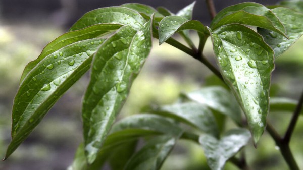 Европейский циклон принесет в Воронежскую область дожди