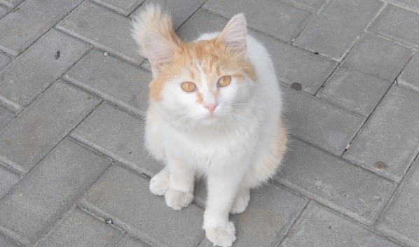 В Воронежской области из-за жары до 37 градусов объявили штормовое предупреждение