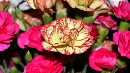 Воронежцам предложили отказаться от букетов в День знаний ради детей с онкологией