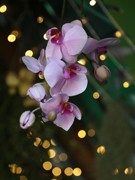 Платья петровской эпохи, авторскую живопись, цветы с каждого континента планеты, деревья с &laquo;золотыми&raquo; стволами и даже облака можно увидеть на выставке &laquo;Город &ndash; сад&raquo;