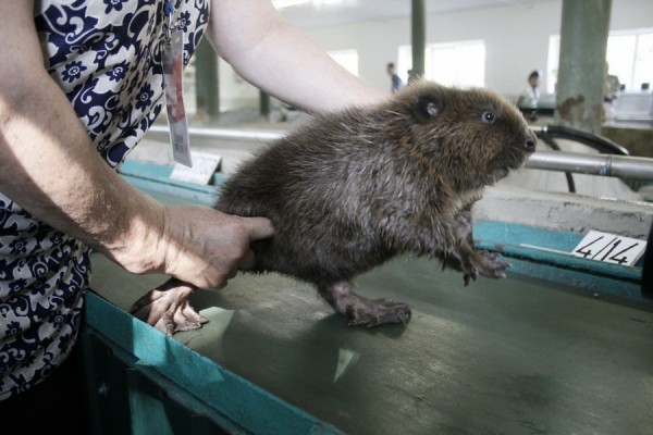 Гид РИА &laquo;Воронеж&raquo;. Чем заняться в выходные 11&ndash;12 сентября