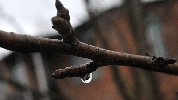 Дожди в Воронеже прекратятся к концу сентября