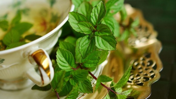 Производители лекарственных и эфиромасличных растений смогут получать господдержку