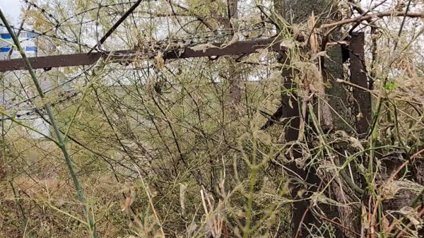 Опасна для людей и урожая. Воронежское село атаковала американская белая бабочка