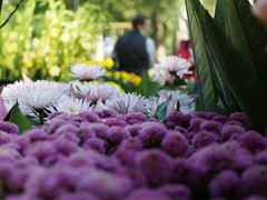 Платья петровской эпохи, авторскую живопись, цветы с каждого континента планеты, деревья с &laquo;золотыми&raquo; стволами и даже облака можно увидеть на выставке &laquo;Город &ndash; сад&raquo;