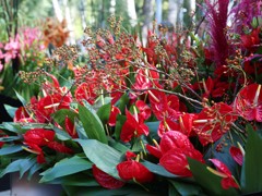 Платья петровской эпохи, авторскую живопись, цветы с каждого континента планеты, деревья с &laquo;золотыми&raquo; стволами и даже облака можно увидеть на выставке &laquo;Город &ndash; сад&raquo;