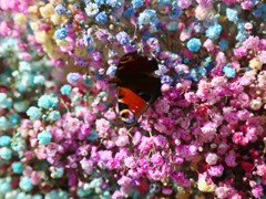 Платья петровской эпохи, авторскую живопись, цветы с каждого континента планеты, деревья с &laquo;золотыми&raquo; стволами и даже облака можно увидеть на выставке &laquo;Город &ndash; сад&raquo;