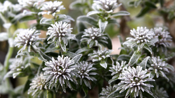 Штормовое предупреждение из-за заморозков продлили в Воронежской области