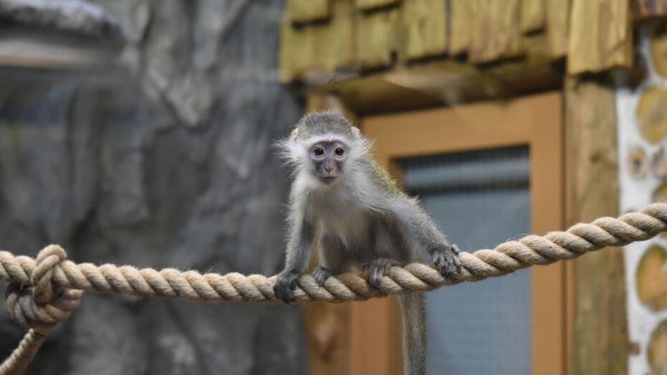 Воронежские пенсионеры смогут попасть в зоопарк бесплатно в День пожилых людей