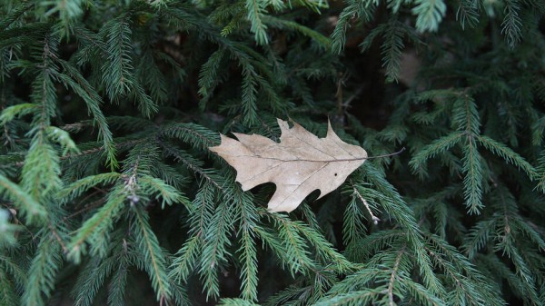 Воронежский лесхоз подвел итоги экологической акции &laquo;Чистый лес&raquo;