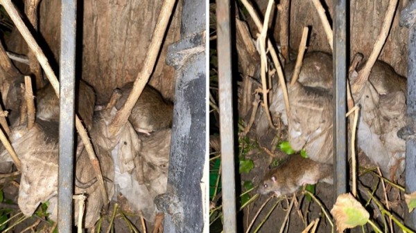 Огромные крысы свили гнездо на дереве в центре Воронежа: появилось видео