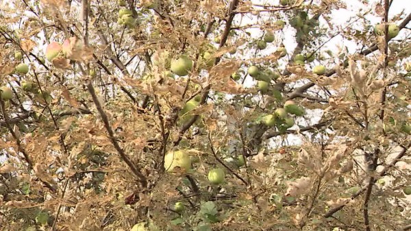 Опасна для людей и урожая. Воронежское село атаковала американская белая бабочка