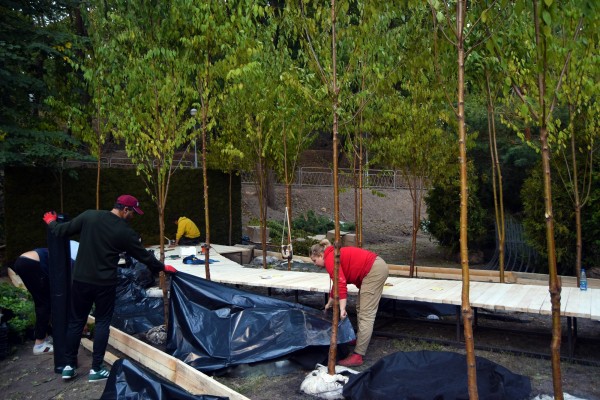 Чернокнижник, деревья-великаны и бифштексные томаты. Чем удивит воронежцев XI &laquo;Город-сад&raquo;