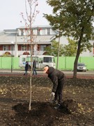 В благоустроенном парке &laquo;Мостозавода&raquo; высадили липы, рябины, клены и ели