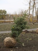 В благоустроенном парке &laquo;Мостозавода&raquo; высадили липы, рябины, клены и ели