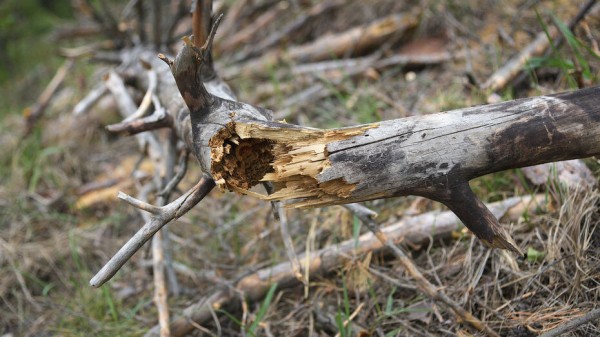 В Воронежской области снова ограничат въезд в леса