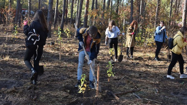 Часть деревьев со стройплощадки мегашколы в Воронеже пересадят в городские дворы