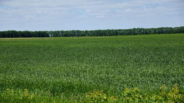 В Воронежской области план посева озимых перевыполнили на 5%